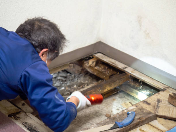 Best Fast Mold Removal  in Tremont, PA