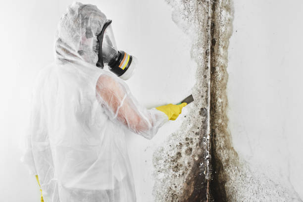 Best Crawl Space Mold Removal  in Tremont, PA