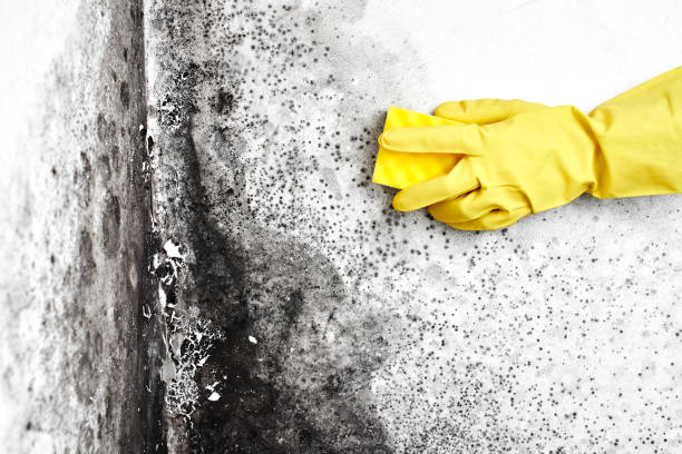 Trusted Tremont, PA Mold Removal Experts