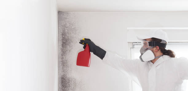 Best Water Damage Restoration  in Tremont, PA