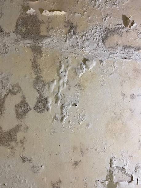 Best Mold Testing  in Tremont, PA