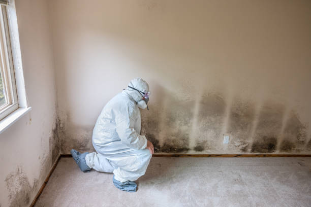Best Mold Cleaning Services  in Tremont, PA