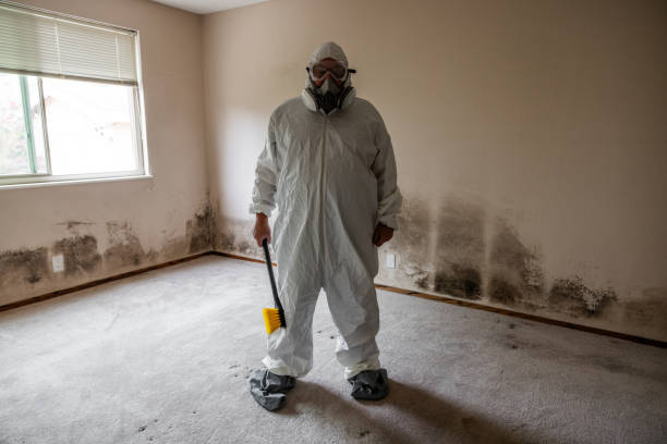 Best Mold Damage Repair  in Tremont, PA