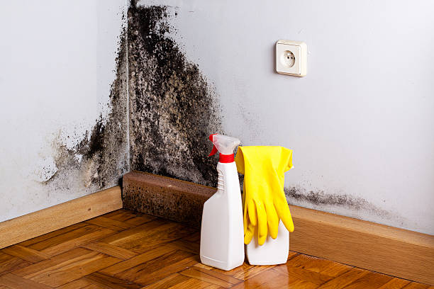Best Black Mold Removal  in Tremont, PA