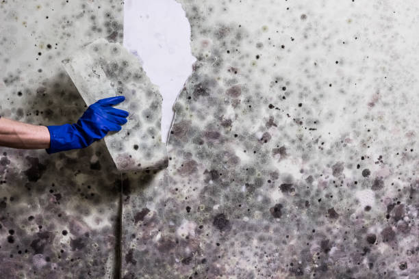 Best Mold Testing and Removal  in Tremont, PA