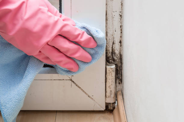 Best Local Mold Removal Service  in Tremont, PA
