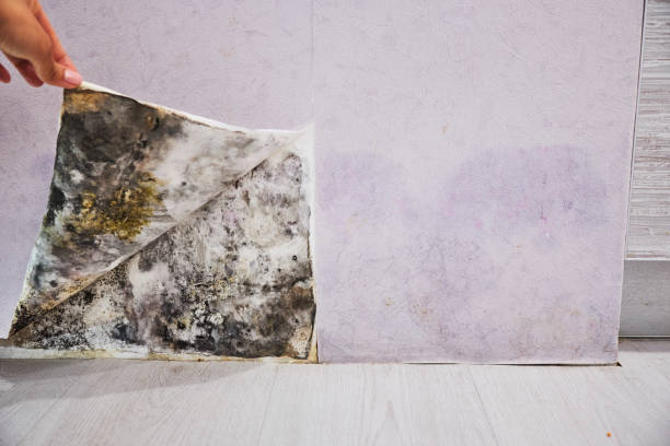 Best Attic Mold Removal  in Tremont, PA